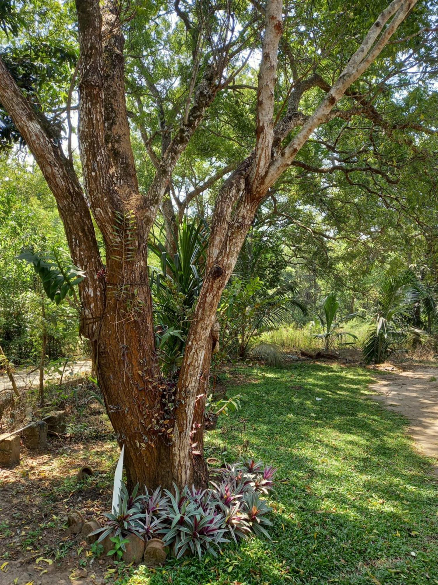 Silent Peacock Villa And Peacock Cafe Тангалле Екстер'єр фото